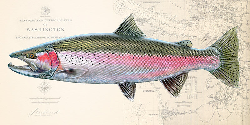 Steelhead Trout Over Nautical Charts