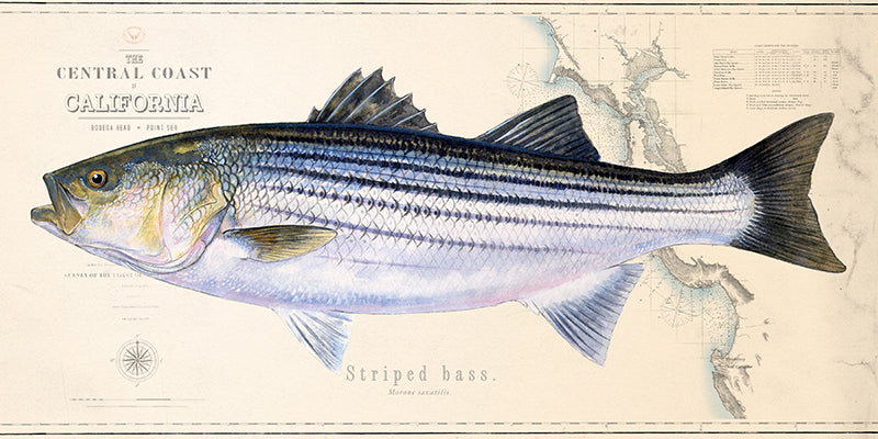 Striped Bass over Nautical Charts