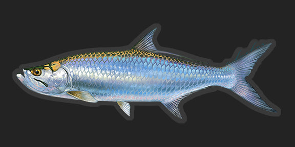 Fishing Pinup Girl - Tarpon-Permit-Bonefish Photographic Print