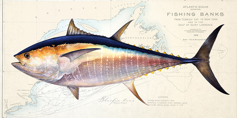 Bluefin Tuna Over Nautical Charts