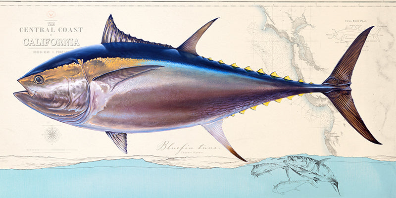 Bluefin Tuna Over Nautical Charts