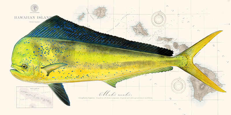 Dorado Over Nautical Charts