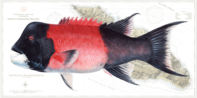 California Sheephead Over Nautical Charts