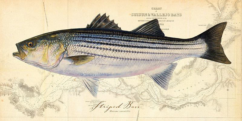 Striped Bass over Nautical Charts