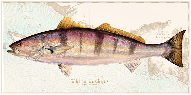 White Seabass Over Nautical Charts