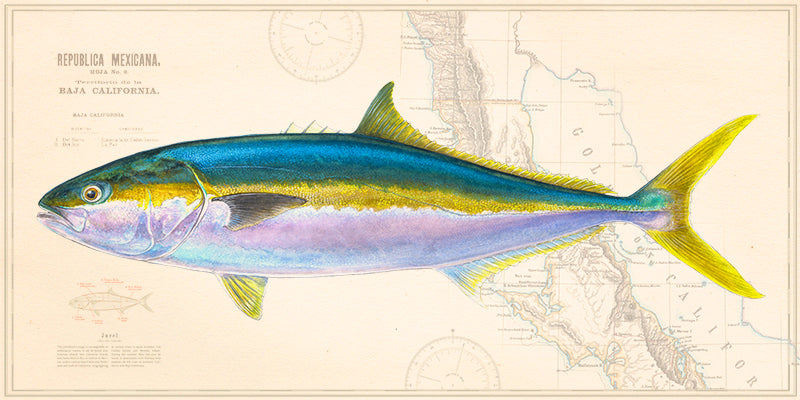 Yellowtail Over Nautical Charts